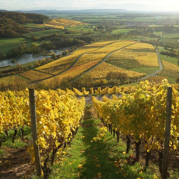 Weinberg Niederösterreich